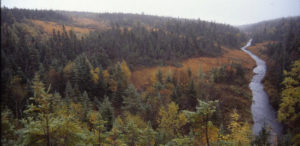 A small stream runs through a softwood forest in the Highlands of Cape Breton. 