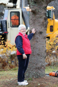 mary-lou-tree-before-cutting