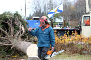 2013-boston-tree-cutting