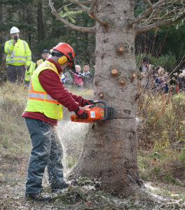 Dan Nightingale, a faculty member from the Natural Resources program at the NSCC Strait Area Campus, cut the tree.